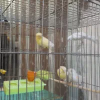 ماده و نر قناری