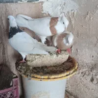 طوقی|پرنده|ماهدشت, |دیوار