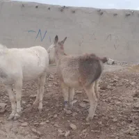 ۲ عدد الاغ جوان