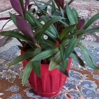 گل طبیعی|گل و گیاه طبیعی|سیلاخور, |دیوار