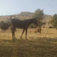 کر ه مادیون کرد یک ساله
