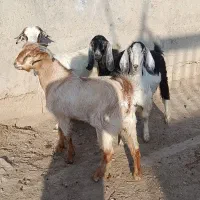 گاو گوساله بز گوسفند بره گاومیش درشادگان|حیوانات مزرعه|اهواز, گلستان|دیوار