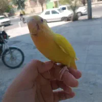 طوطی برزیلی