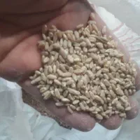 مقداری جو و گندم به فروش میرسد|عمده‌فروشی|شیراز, حومه شیراز|دیوار