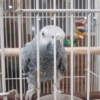 کاسکو ماده سخنگو دستی