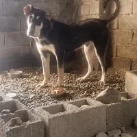 فروش توله سگ پژدر