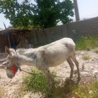 خر ماده جوان