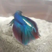 ماهی فایتر  زیبا|ماهی|کرمانشاه, |دیوار