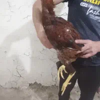 لاری ۶ماهه|حیوانات مزرعه|میانه, |دیوار