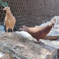 جوانه زرد و سرخ کاکلی|پرنده|تربتحیدریه, آغوی|دیوار