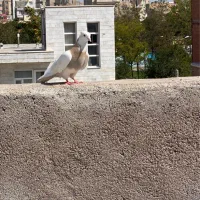 کلفه فراری