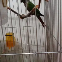 طوطی گیرینچیک