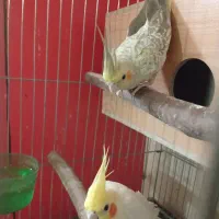 فروش ویژه دو جفت عروس هلندی مولد جوجه داده آماده