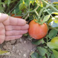 زمین کشاورزی فروشی
