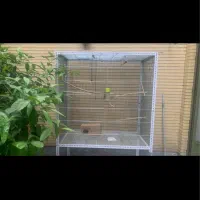 قفس کاسکو و طوطی سان