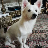 واگزاری سگ اپارتمان رایگان