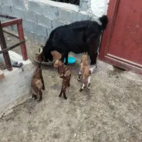 سرمایه گذاری|حیوانات مزرعه|گراش, |دیوار