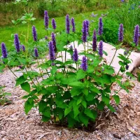 جذب و نیاز به سرمایه توسعه کار عطاری گیاهان دارویی