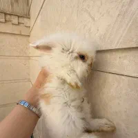 بچه خرگوش لوپ اصیل و خرگوش بالغ