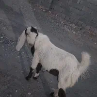 گوسفندفروشی|حیوانات مزرعه|کهنوج, |دیوار