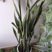 انواع گیاهان کلکسیونی خاص|گل و گیاه طبیعی|بهبهان, |دیوار