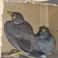 جوجه مرغ مینا