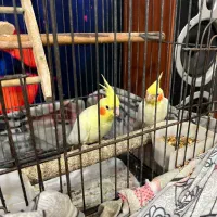 جفت عروس هلندی سخنگو