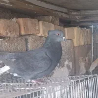 کبوتر  پرشی|پرنده|خوسف, |دیوار