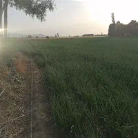 اجاره زمین کشاورزی|اجارهٔ کوتاه‌مدت ویلا و باغ|مهاباد (آذربایجان غربی), |دیوار