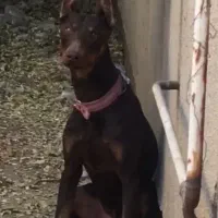 دوبرمن بلوطی