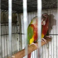 جفت مولد آناناسی دبل ردسرخ|پرنده|قائمشهر, |دیوار