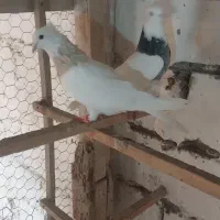 کبوتر طوقی|پرنده|رشت, رودبارتان|دیوار