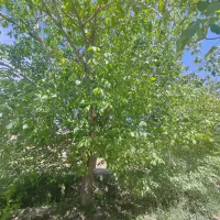 باغ در بهترین نقطه مجموعه باغ علی آباد سیدان|فروش خانه و ویلا|سیدان, |دیوار