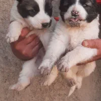 ۳عدد توله افقان اصیل نر