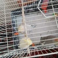 حراج عروس هلندی|پرنده|مشهد, فاطمیه|دیوار