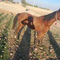 مادیون همهچی تمام