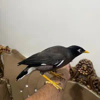 مینا افغانی سخنگو فول آشتی تعویض با قناری