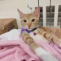 واگذاری رایگان بچه گربه