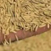 بذر بدنج هاشمی