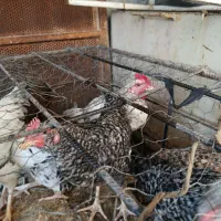 مرغ|حیوانات مزرعه|چرام, |دیوار