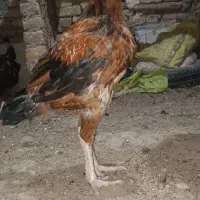 خروس لاری