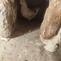 یک جفت کفتر سوسکی