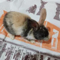 خرگوش زبل