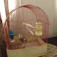 یه جفت عروس هلندی نر و ماده مولد|پرنده|تهران, مشیریه|دیوار