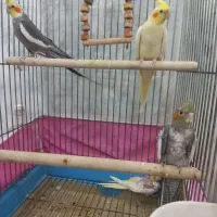 جفت عروس هلندی سخنگو مولد با جوجه