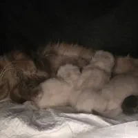 گربه پرشین هیمالین دختر و پسر|گربه|آفتاب, |دیوار