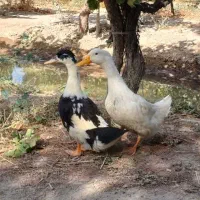 اردک پکنی|حیوانات مزرعه|شاهدشهر, |دیوار