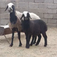 میش شال سنگین وزن با بره نر بزرگ