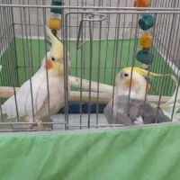 عروس هلندی جفت تخم گذار