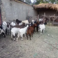 ۲۲راس بز